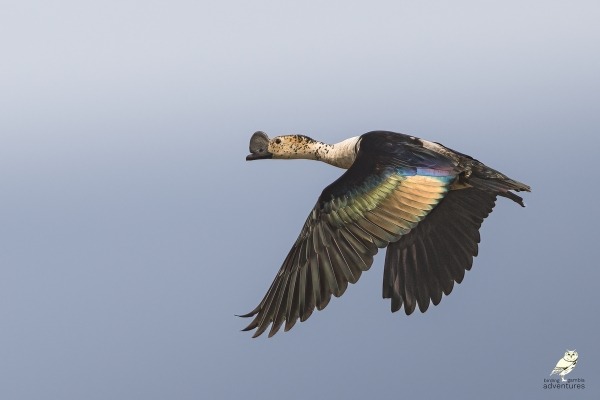 Knob-billed Duck in flight over wetland in The Gambia