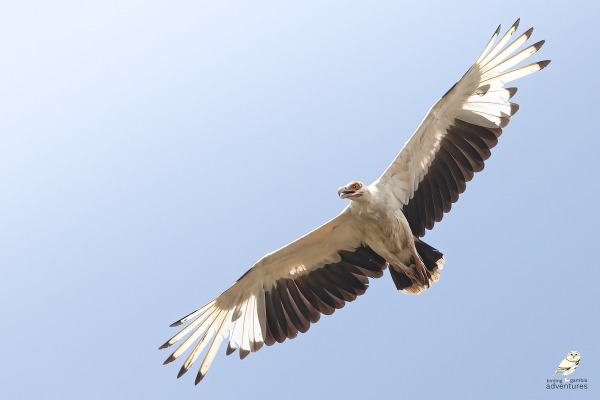 Alt text: Palm-nut Vulture soaring in flight in The Gambia
