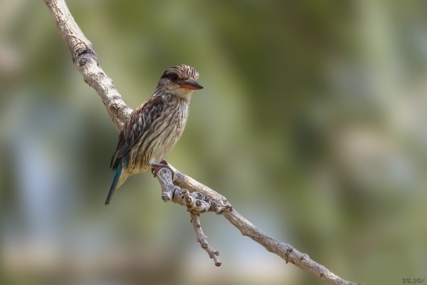 Striped Kingfisher perched on branch in The Gambia