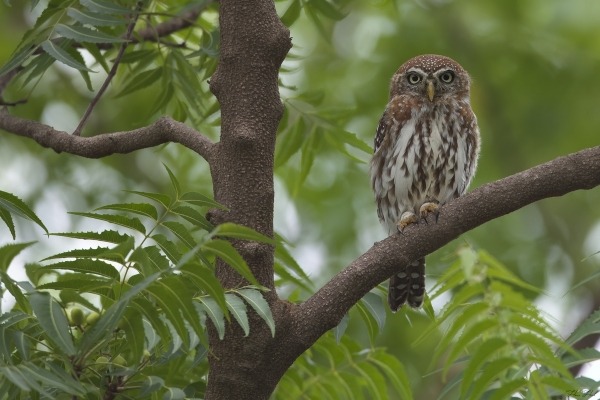 A small jungle owlet perched on a tree branch surrounded by green leaves in a forest.
