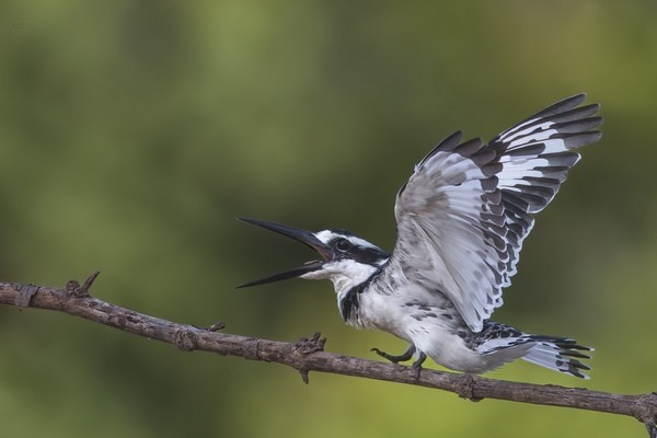 Pied Kingfisher landing on a branch with wings spread, photographed in The Gambia