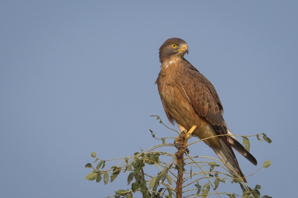 Grasshopper Buzzard perched on a treetop in The Gambia
