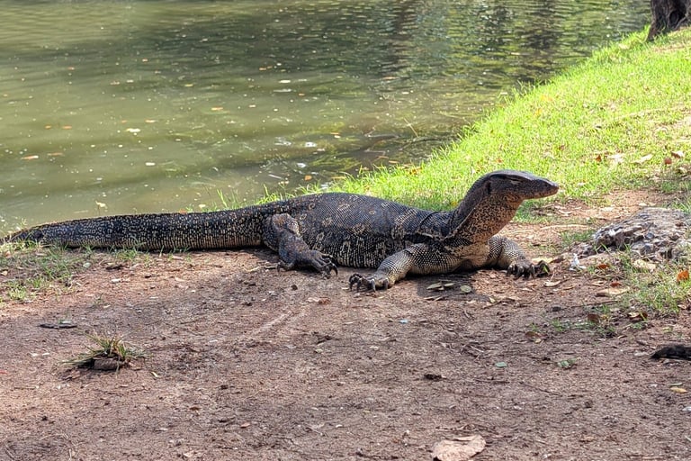 A large Asian water monitor lizard basking on the dirt bank of a lake in Lumphini Park.