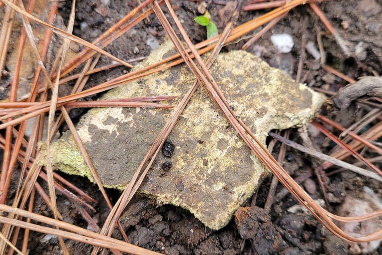 Asbestos has been left carelessly at the surface after council's site investigation