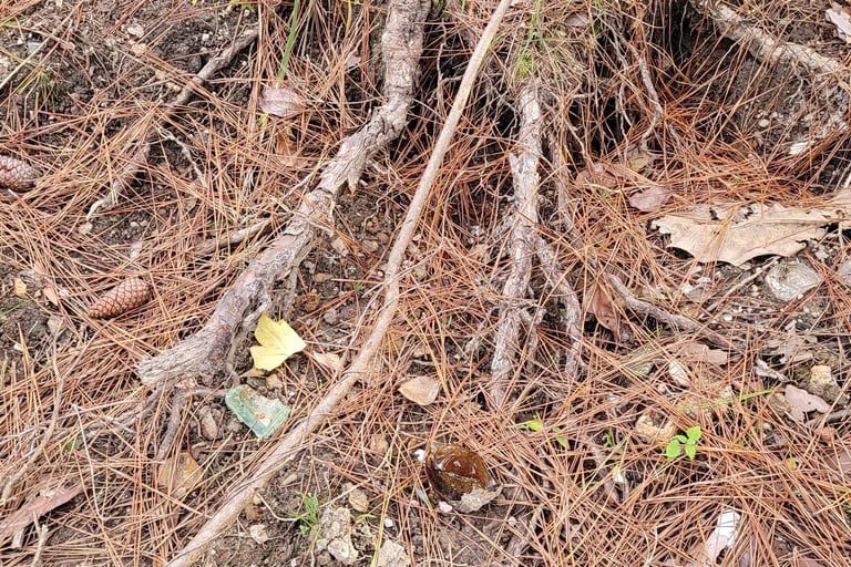 The trees were planted around 1978 into the old cooroy landfill waste.