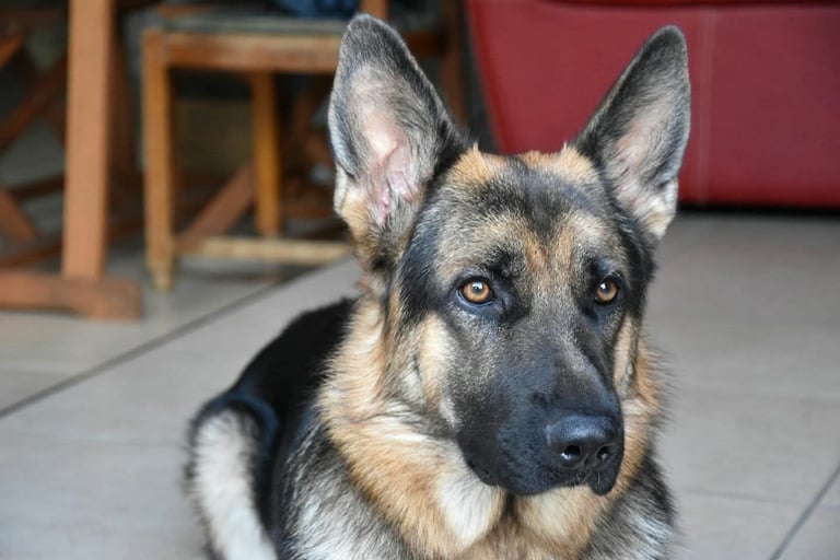 Portrait en gros plan d'un fidèle berger allemand allongé sur un sol
