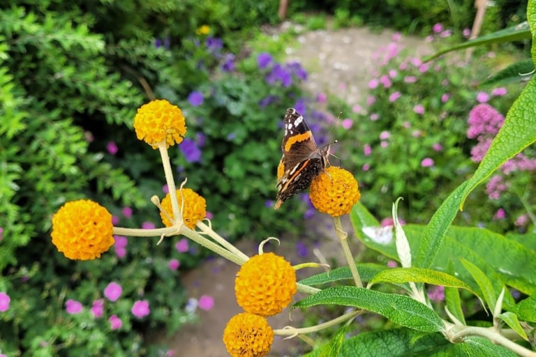 Staithes Arts and Crafts garden - a stunning butterfly on the globe buddleia bush
