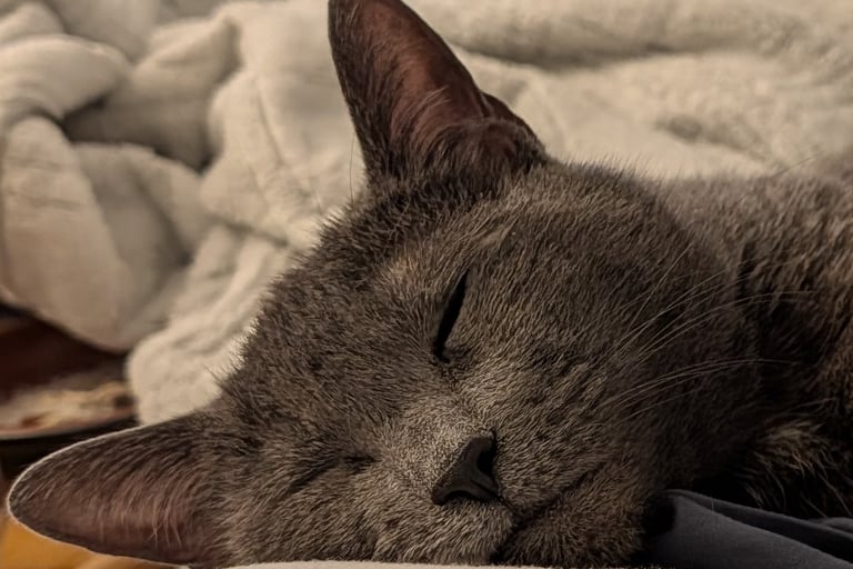 Greg Rowand's Cat Big Bit