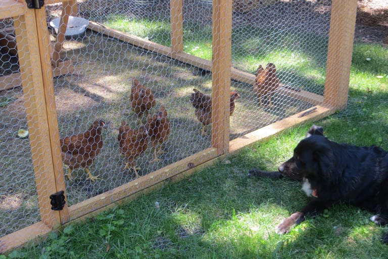 Dog watching Chickens in a coop