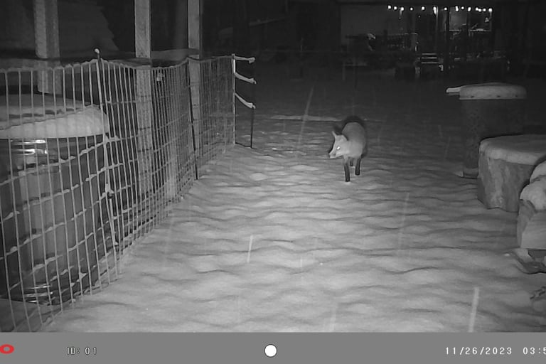 Fox in our backyard.