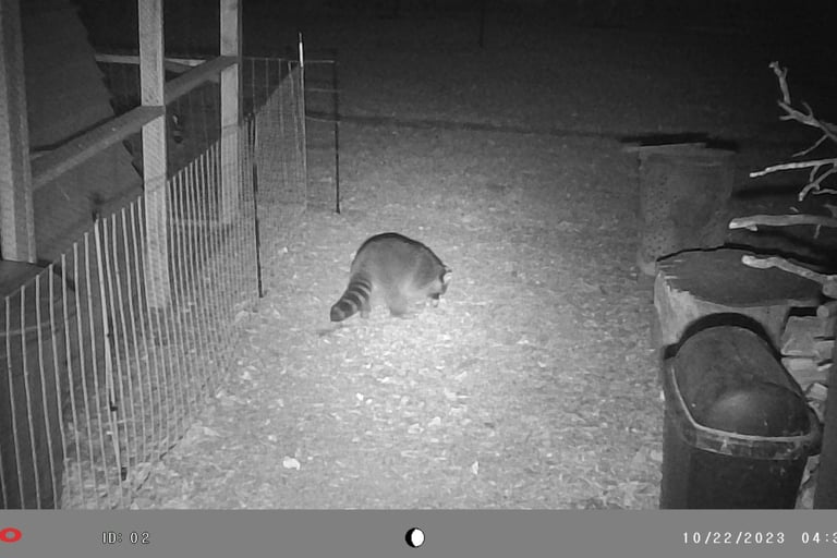 Racoon in our backyard.