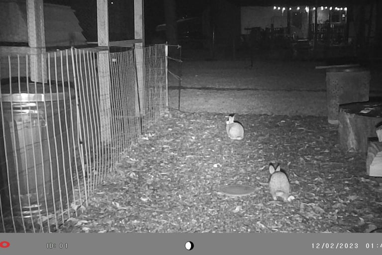 Rabbits in our backyard.