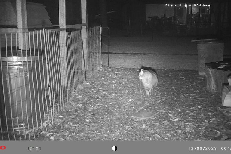 Cat in our backyard.