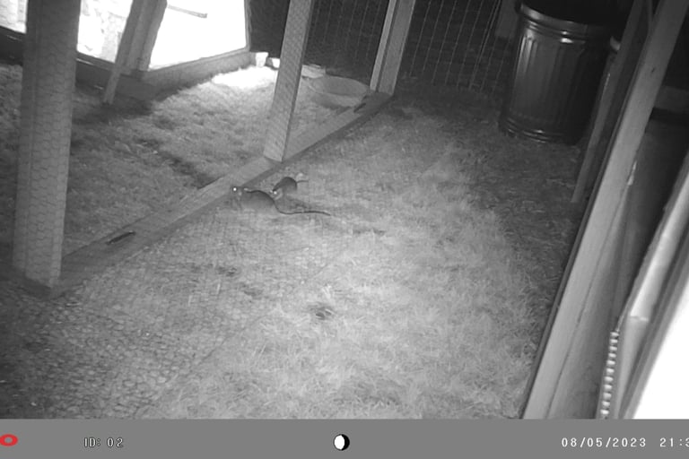 Rats trying to get into the chicken coop