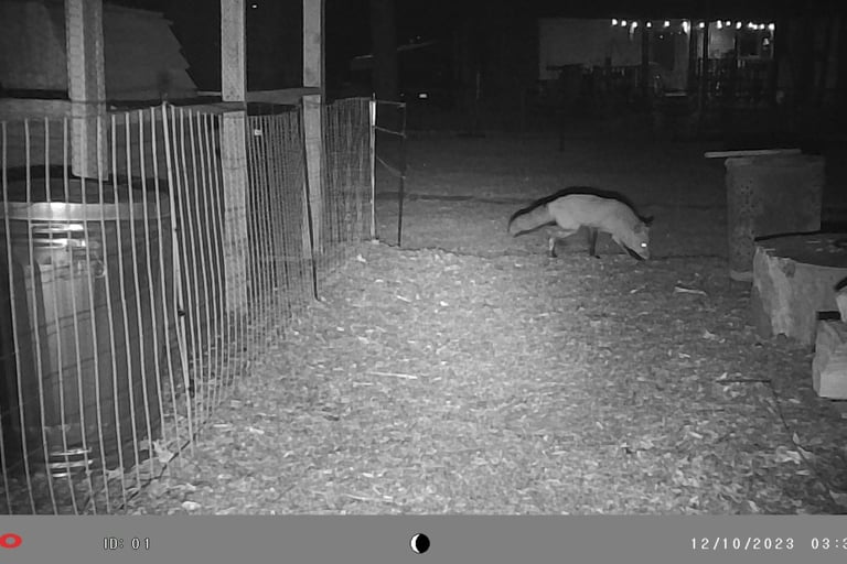 Fox in our backyard.