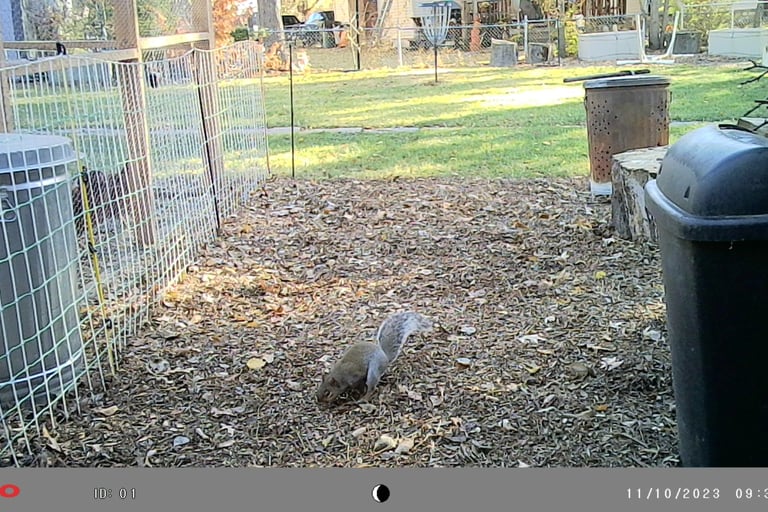 Squirrel in our backyard.