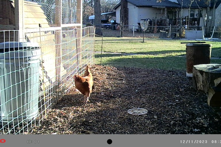 Escaped chicken.