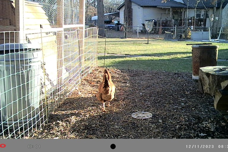 Escaped chicken.
