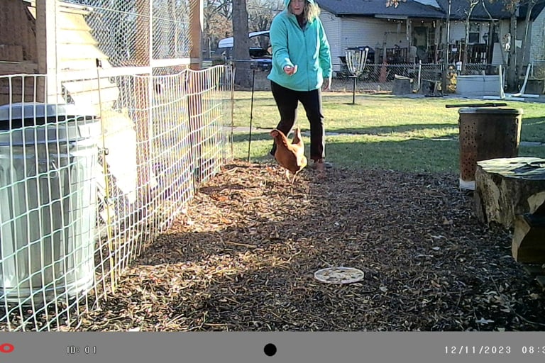 Peggy getting the escaped chicken.