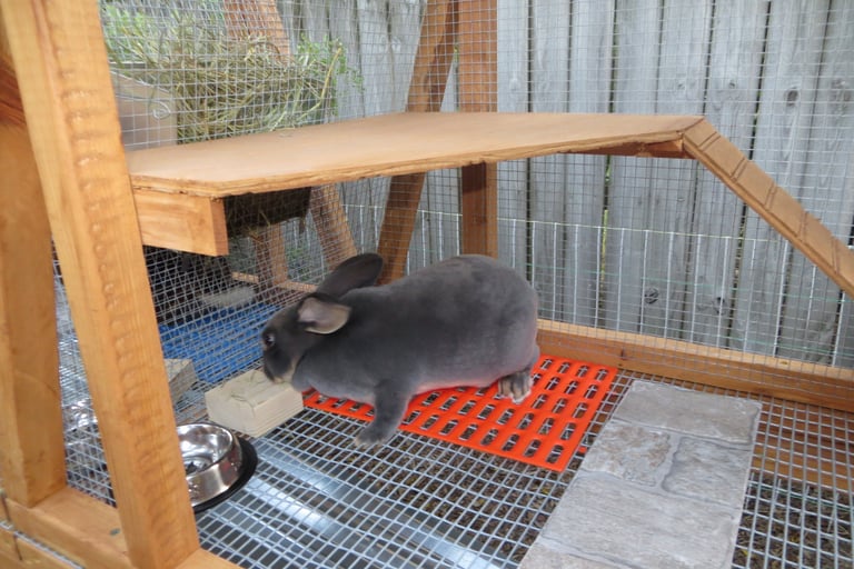 Our Rabbit Parsley in her new hutch