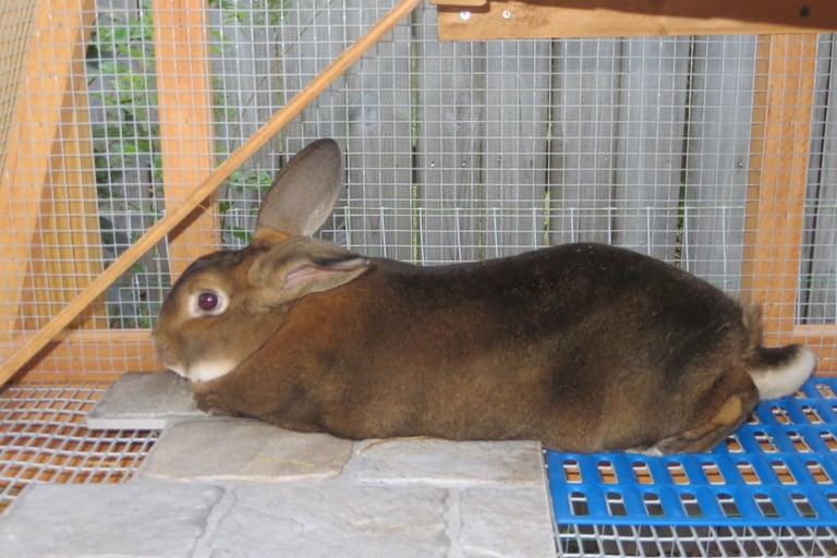 Our Rabbit Sunny in his new hutch