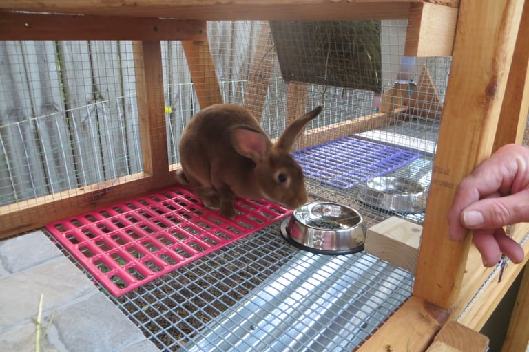 Our Rabbit Ginger in her new hutch