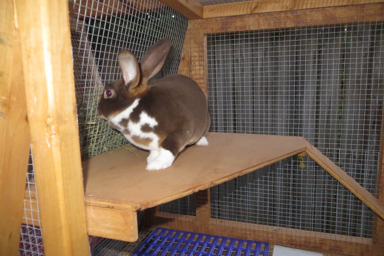 Our Rabbit Clove in her new hutch