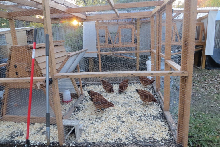 Rat proofing the chicken coop