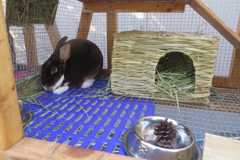Clove with her bunny grass house
