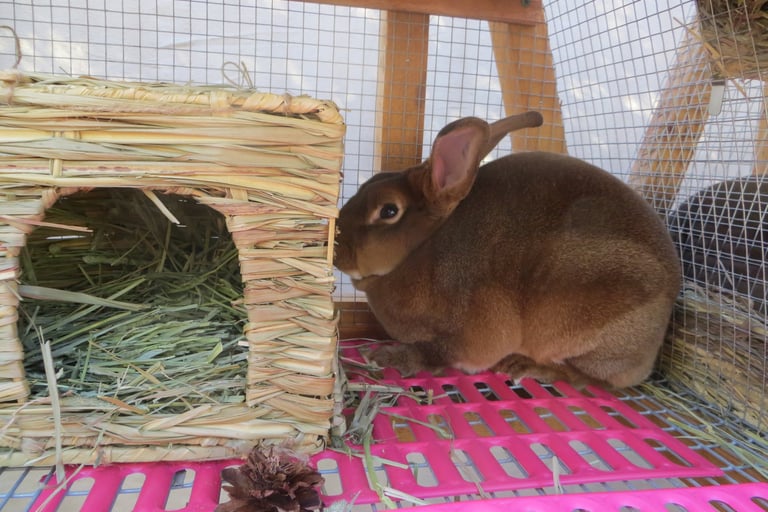 Ginger with her bunny grass house