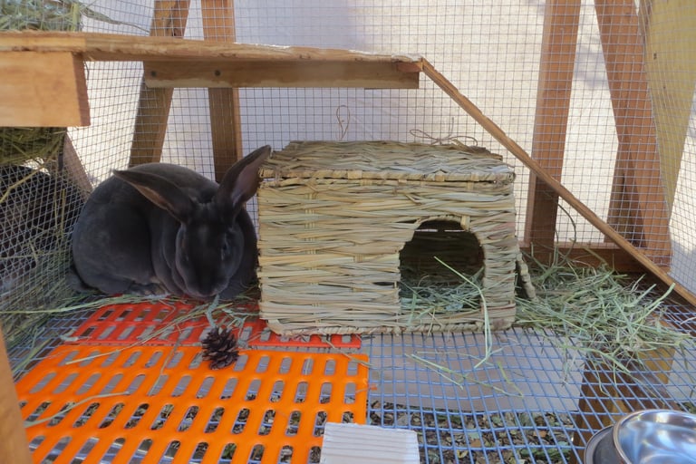 Parsley with her bunny grass house