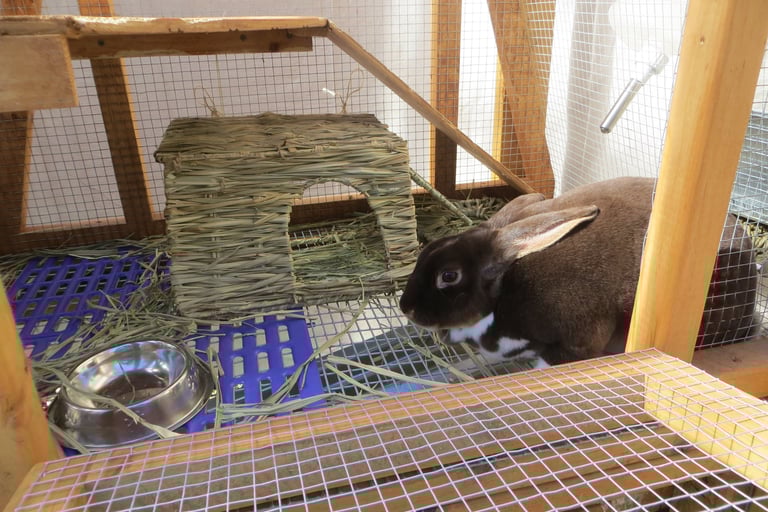 Clove with her bunny grass house the next day