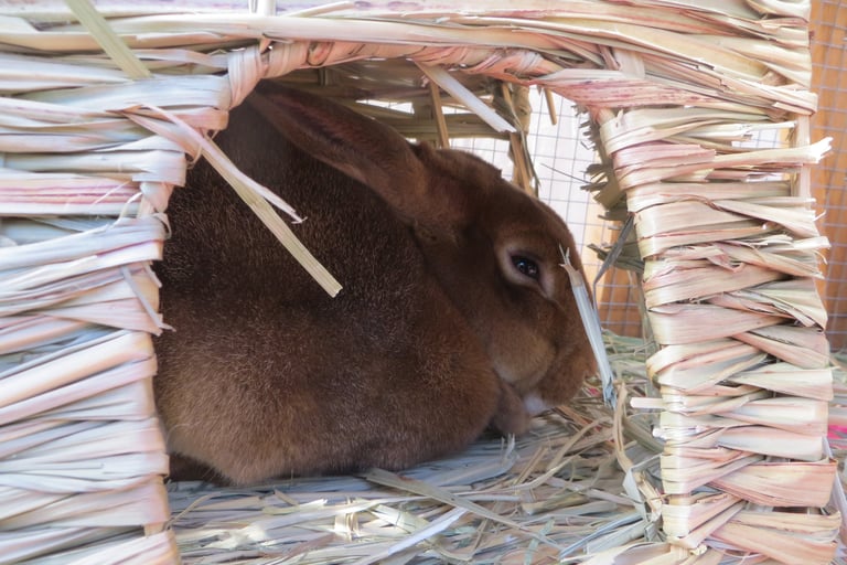 Ginger with her bunny grass house the next day