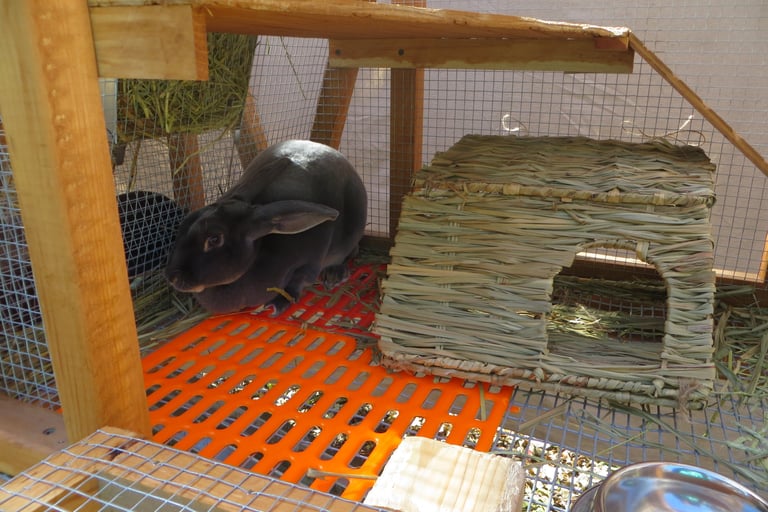 Parsley with her bunny grass house the next day