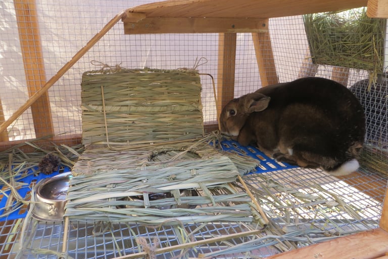 Sunny with his bunny grass house the next day