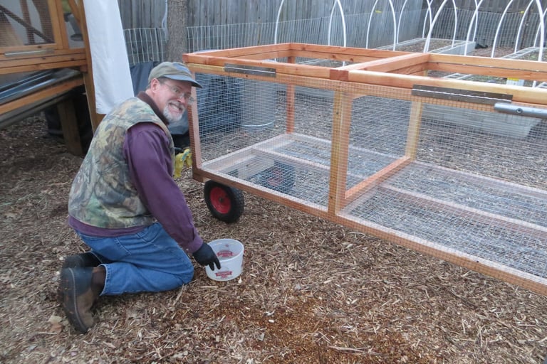 staining the rabbit tractor