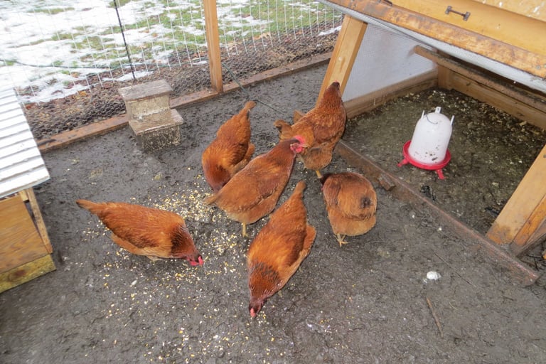 chickens in the muddy run