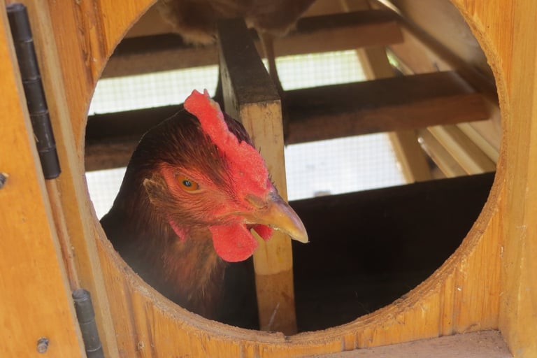 chicken in the nest box