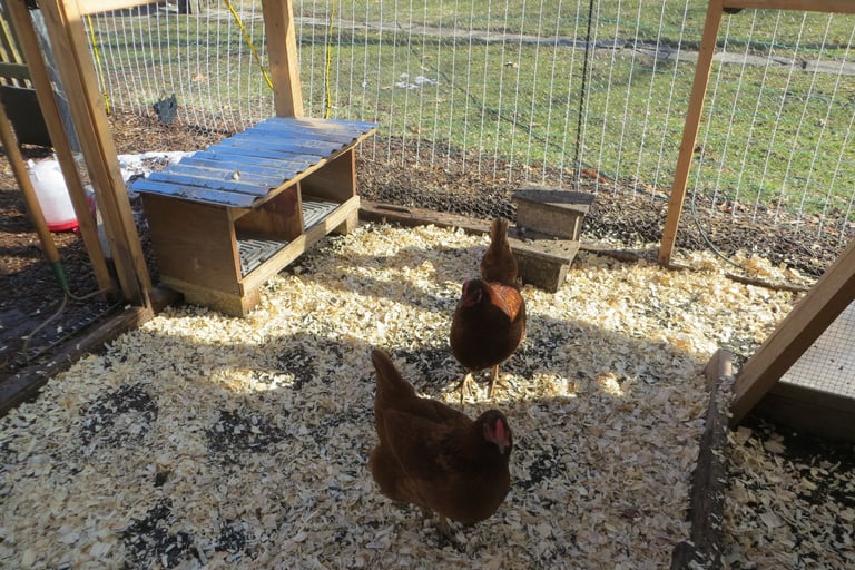 chickens in the clean run