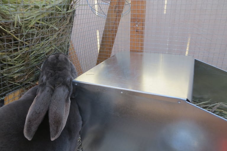 Parsley with her nest box.