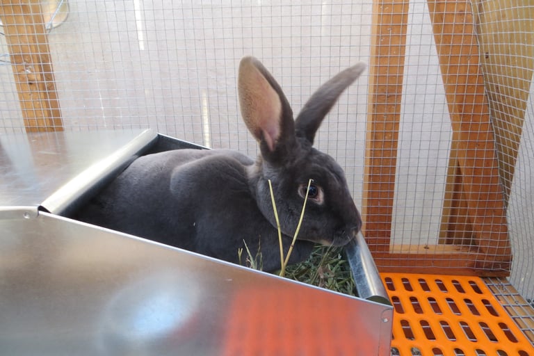 Parsley with her nest box.