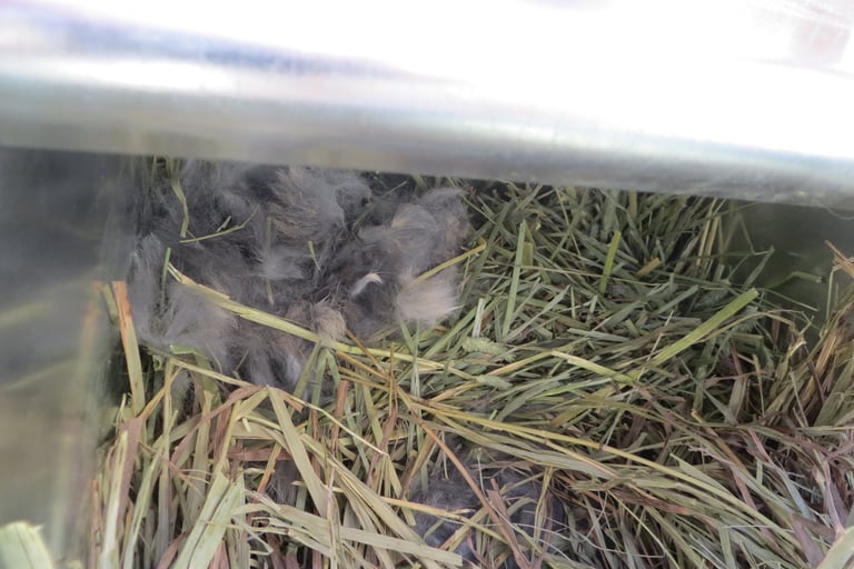 Parsley pulled hair for her nest box.