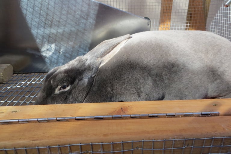 Parsley with her nest box.
