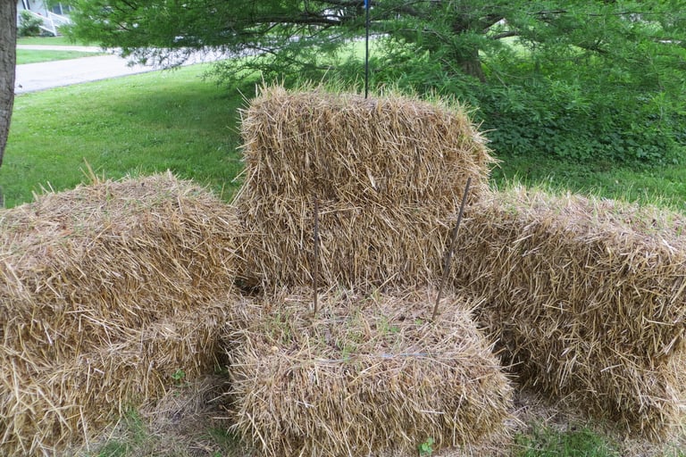 Grass growing on hay bales