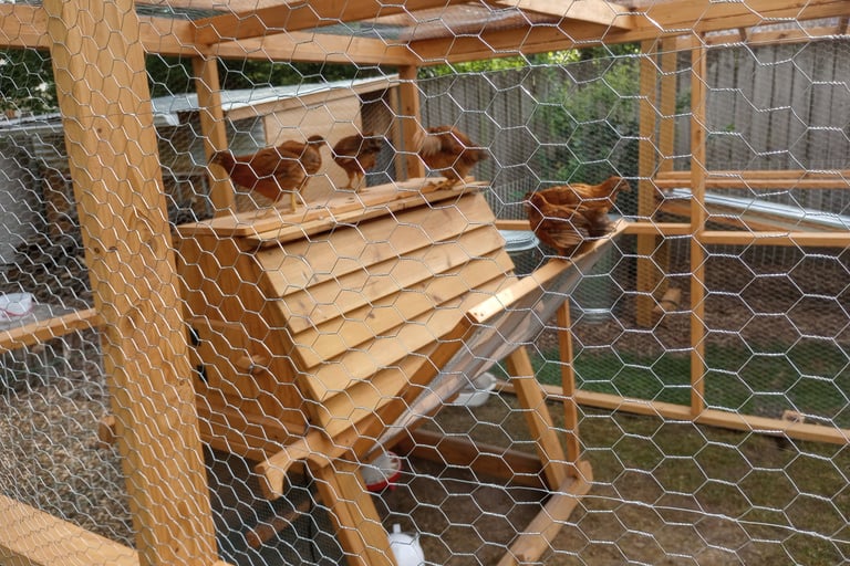 Chickens in a coop