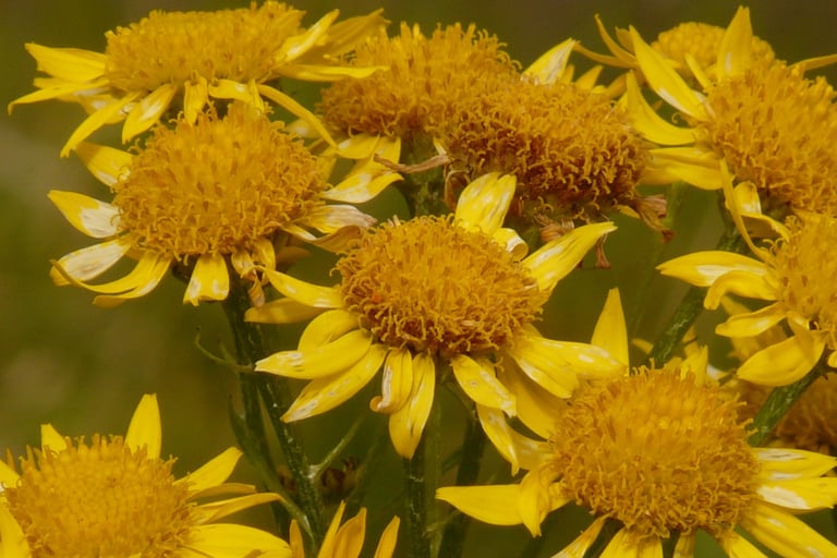 arnica montana