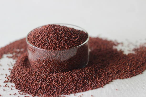ragi, finger millet