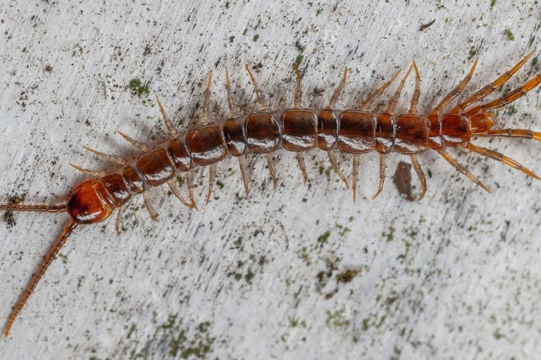 a centipede on a cement floor