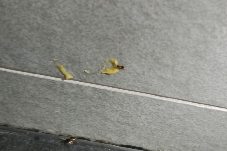 a german cockroach nymph feeding on bait paste