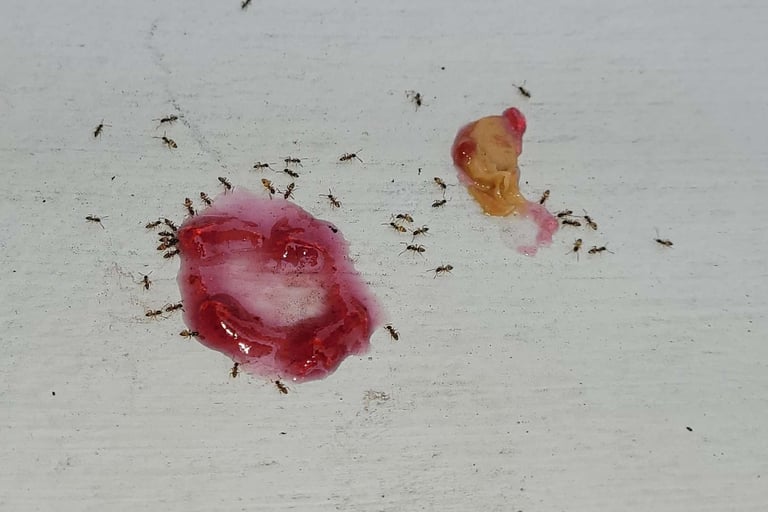 ants feeding on fruit paste